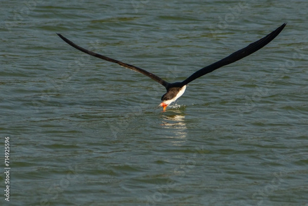 Obraz El ave rayador pescando