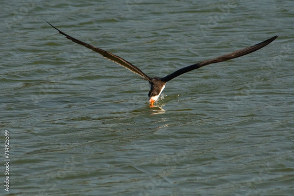Obraz El ave rayador pescando