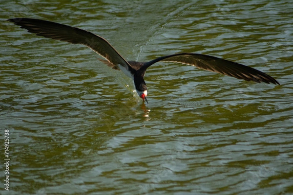 Obraz El ave rayador pescando