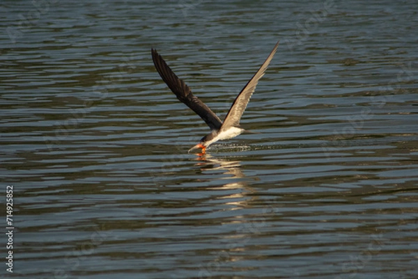 Obraz Ave rayador pescando