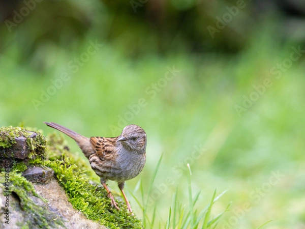 Fototapeta A Dunnock perched on a moss covered rock, looking to the left. it is sometimes called a Hedge Sparrow.