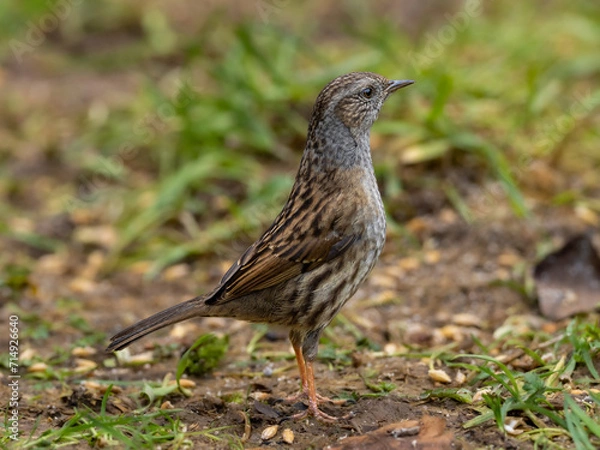 Fototapeta A Dunnock standing upright and alert, sometimes referred to as the Hedge Sparrow.