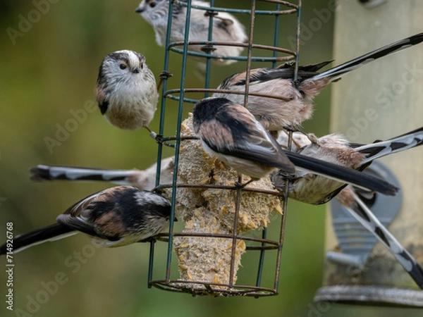 Fototapeta A flock of Long Tailed Tits on a bird feeder containing suet fat balls.