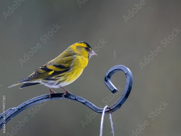 Fototapeta A male Siskin looking to the right whilst perched on top of a bird feeder in the rain.