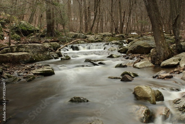 Obraz river in the forest