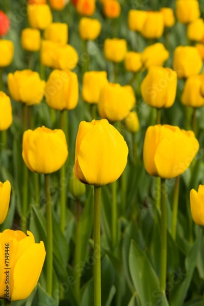 Obraz yellow tulips