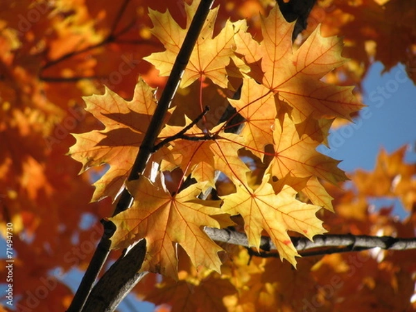 Obraz Acer platanoides (Norway maple) fall foliage