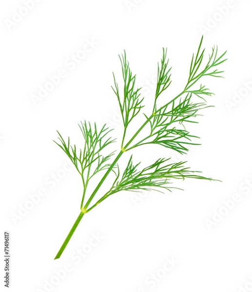 Fototapeta dill herb leaf close up macro isolated on white background