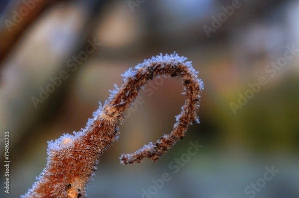 Fototapeta Brindille givrée