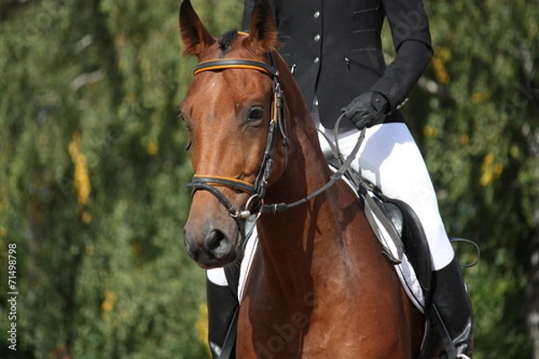 Fototapeta Bay sport horse portrait