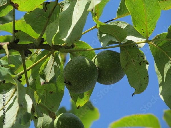 Obraz figs on tree