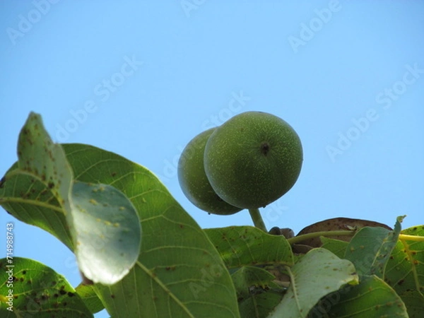 Obraz pear on tree