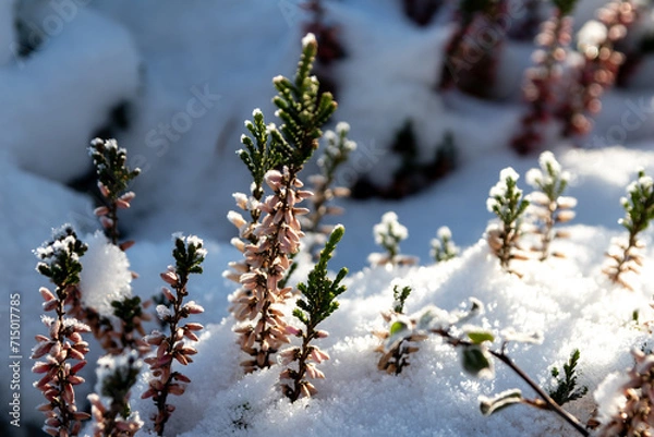 Fototapeta The winter ends and the springtime shows fresh green and snow covered flowers after snowfall with melting ice and melting snow in the spring sunshine to welcome the revival of life and nature