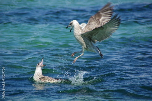 Obraz Le plus fort une loi 