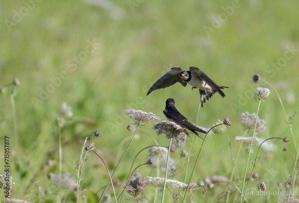 Obraz Hirondelle du printemps 