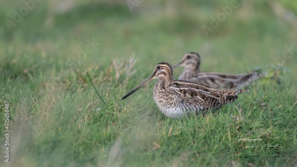 Fototapeta Bécassine  