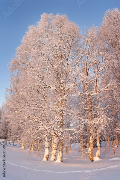 Fototapeta Winter landscape with a birch tree in the museum "Malye Korely"