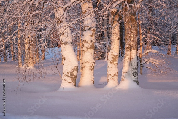 Fototapeta Winter landscape with a birch tree in the museum "Malye Korely"