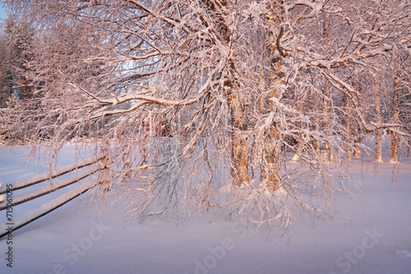 Fototapeta Winter landscape with a birch tree in the museum "Malye Korely"