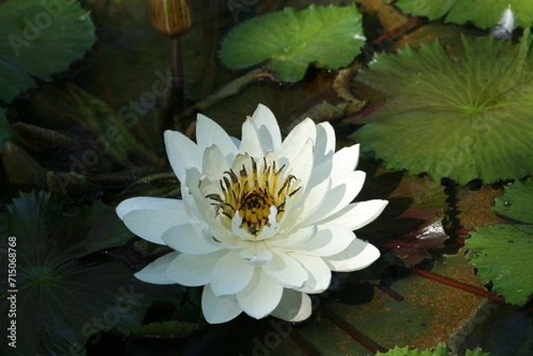 Obraz white water lily