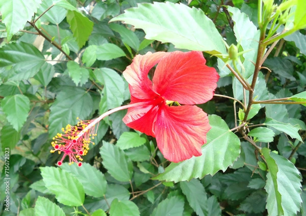 Fototapeta Side view of red hibiscus flower