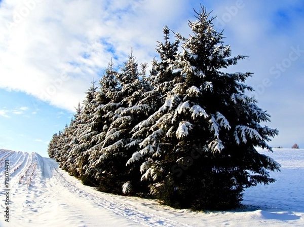 Fototapeta spruces under snow