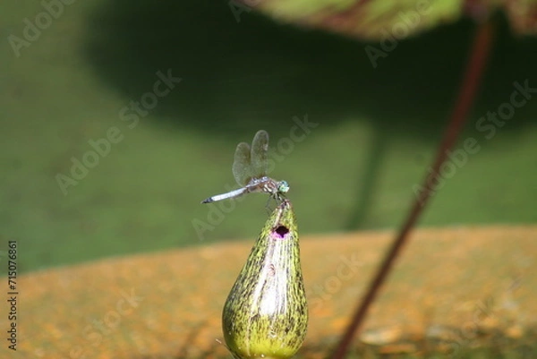 Obraz dragonfly resting on a leaf