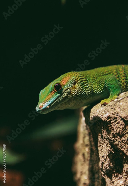 Obraz green lizard on a cliff