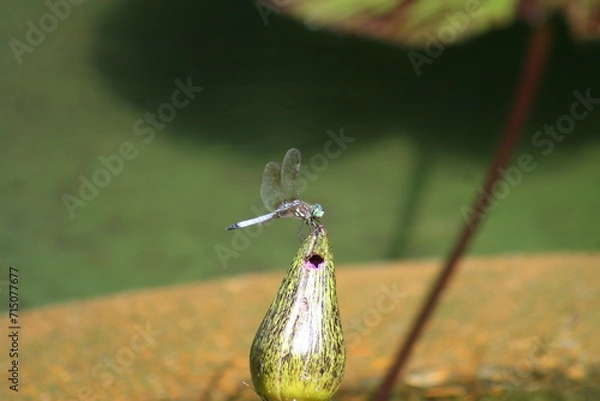 Obraz dragonfly on a leaf