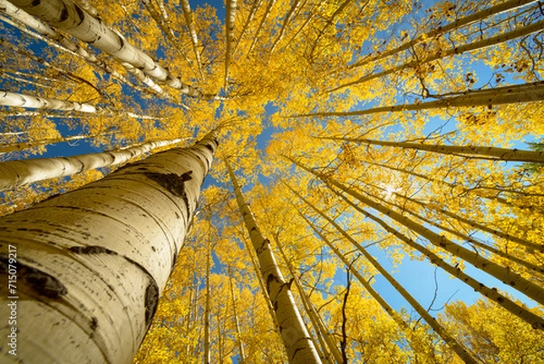 Obraz Autumn is Looking Up