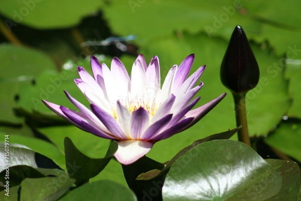 Obraz pink lotus flower