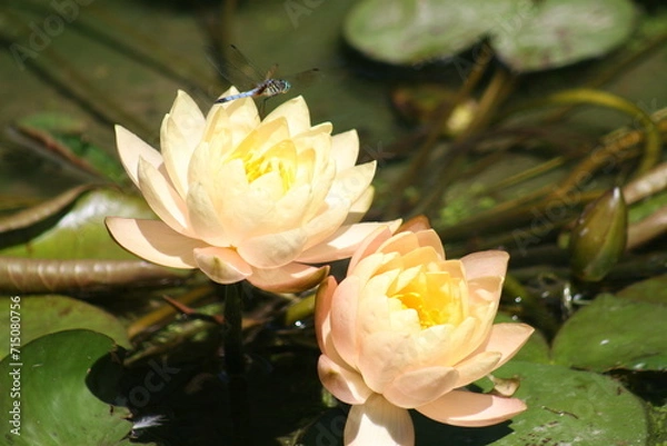 Obraz pink water lilies