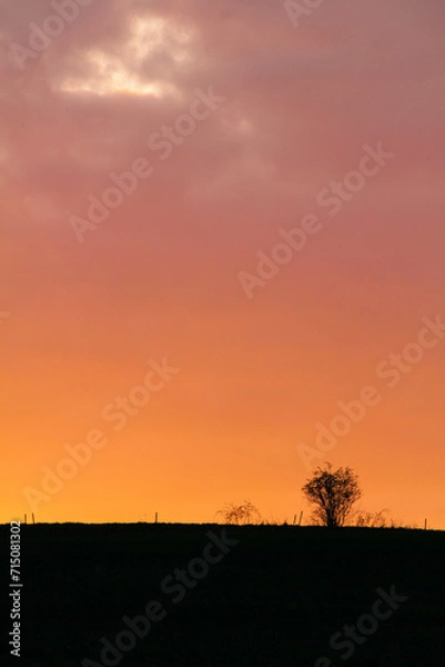 Obraz sunset in the field