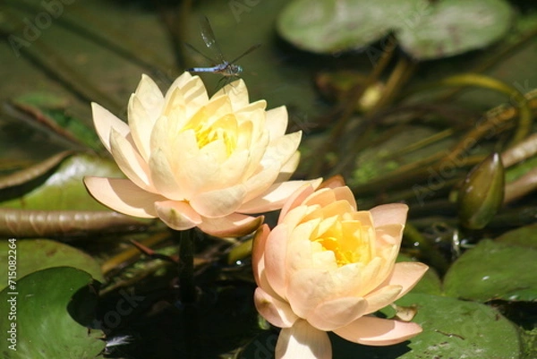 Obraz pink water lily
