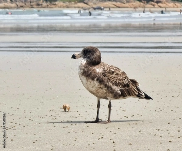Obraz seagulls on the beach