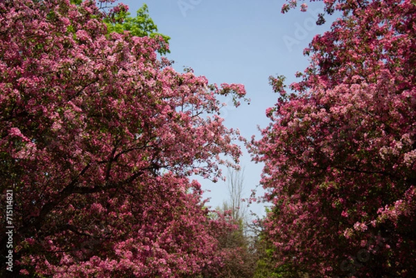 Obraz Blooming pink tree during springtime