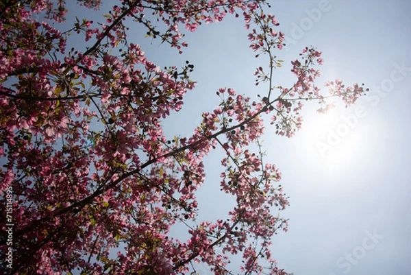 Obraz Blooming pink tree during springtime