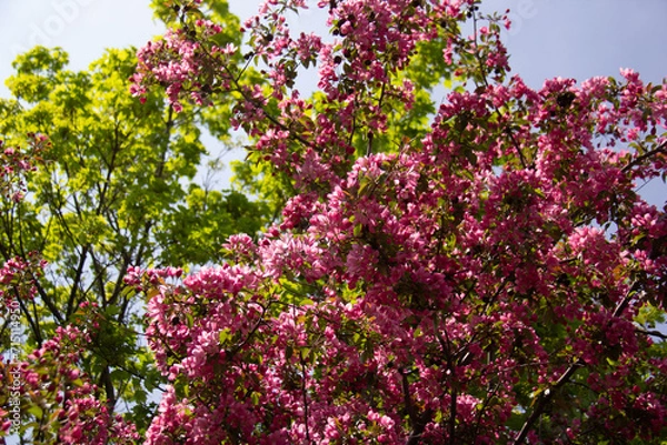 Obraz Blooming pink tree during springtime