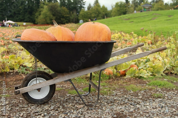 Obraz Pumpkins in a Wheelbarrow