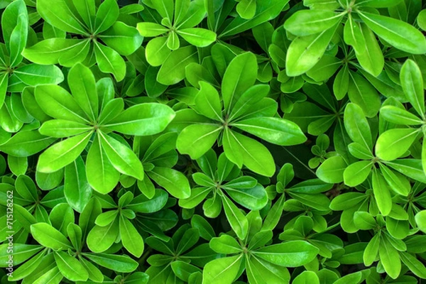 Obraz tropical leaves in water raindrops