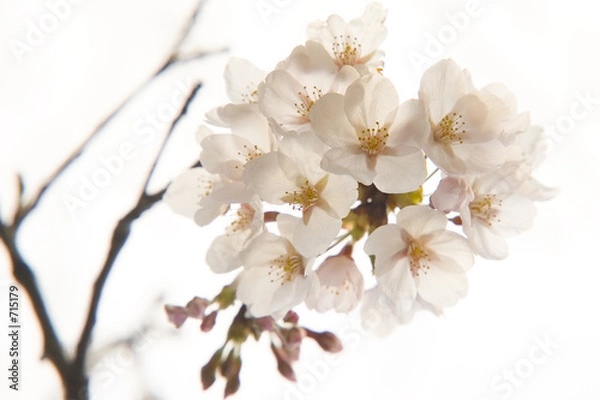 Obraz cherry blossom