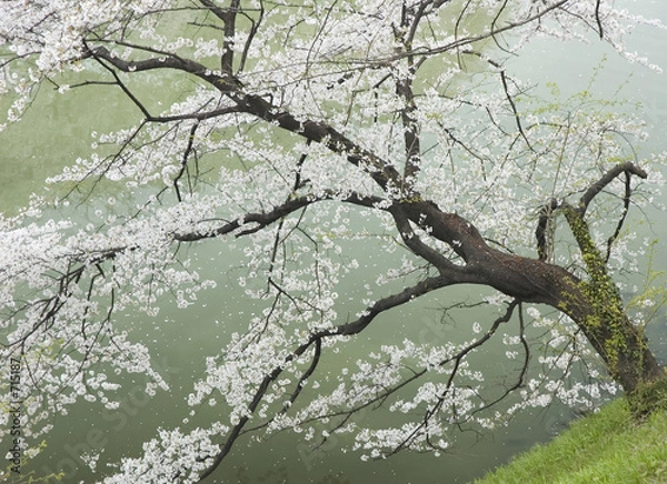 Fototapeta cherry tree