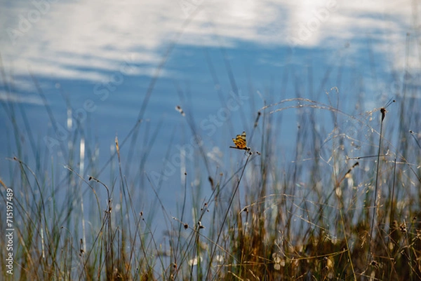 Fototapeta Dragonfly at Long Pine Key Lake in the Everglades