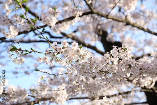Obraz cherry blossom in bloom