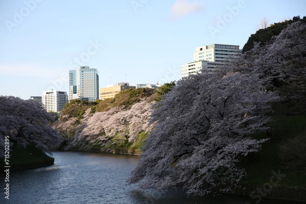 Obraz great sakura wall