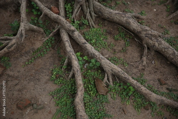 Obraz tree roots in the forest