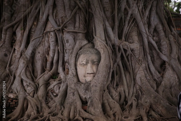 Obraz buddha head in the tree