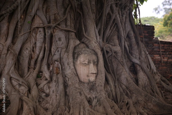 Obraz buddha head in tree