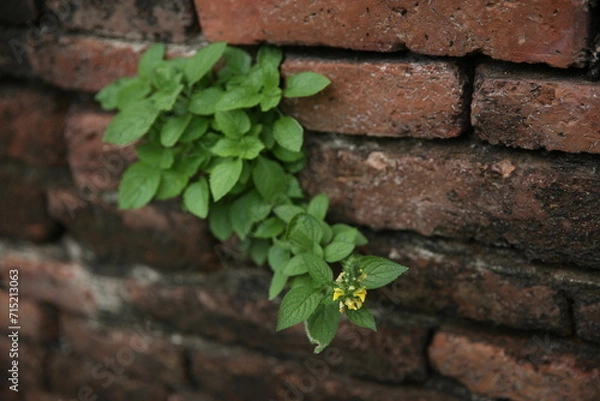 Obraz green ivy on the wall