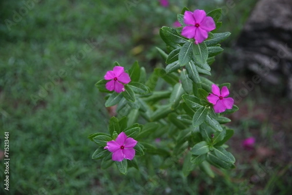 Obraz flowers in the garden